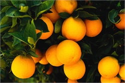 درمان سرفه‌های طولانی‌ با پرتغال و نمک